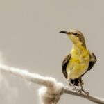 A detailed close-up shot of a sunbird perched on a rope in Gurugram, India, highlighting its vibrant yellow plumage.